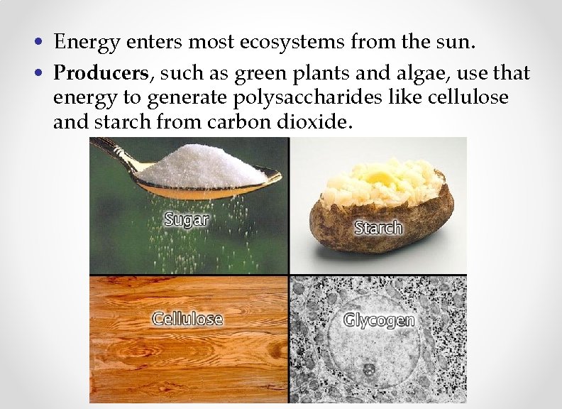 • Energy enters most ecosystems from the sun. • Producers, such as green