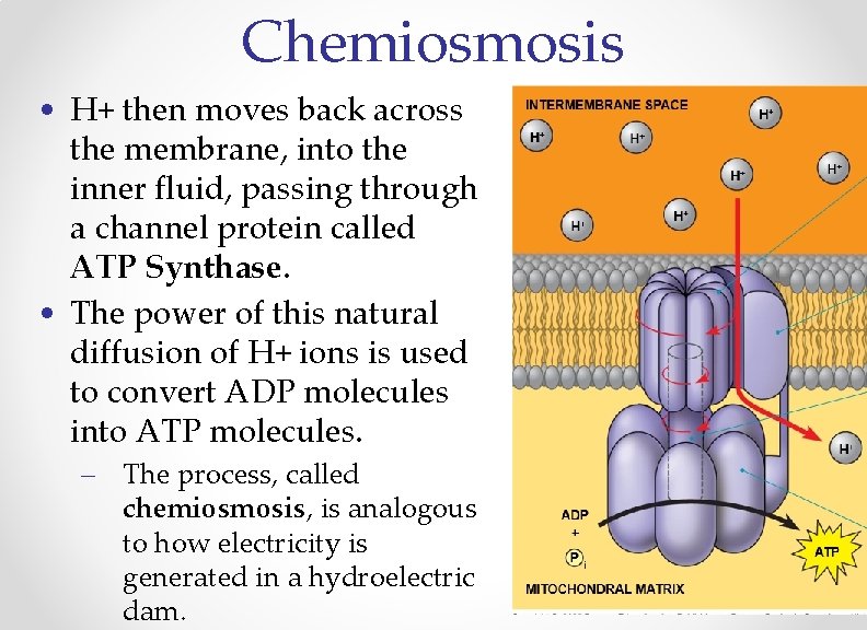 Chemiosmosis • H+ then moves back across the membrane, into the inner fluid, passing