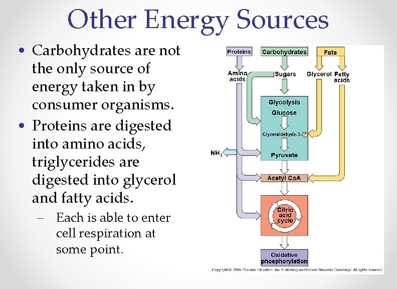 Other Energy Sources • Carbohydrates are not the only source of energy taken in