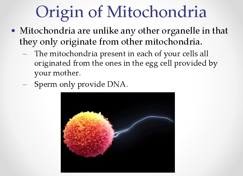 Origin of Mitochondria • Mitochondria are unlike any other organelle in that they only