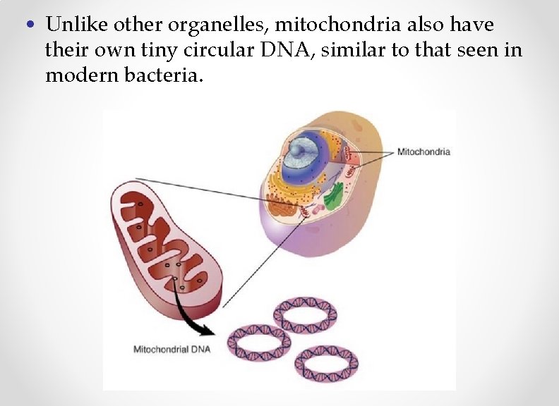  • Unlike other organelles, mitochondria also have their own tiny circular DNA, similar