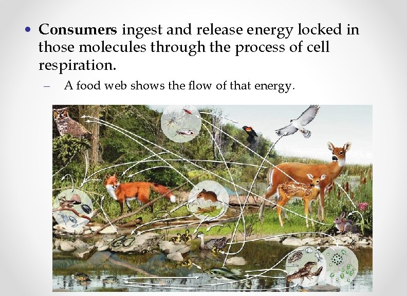  • Consumers ingest and release energy locked in those molecules through the process
