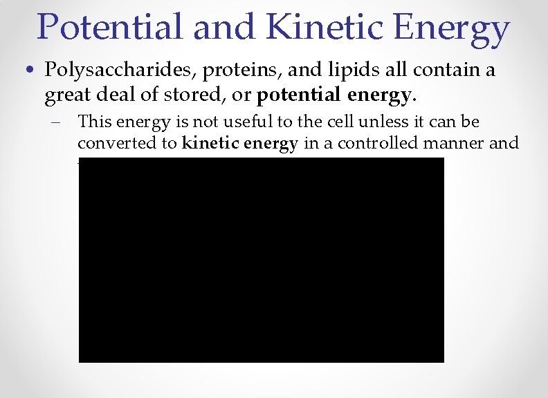 Potential and Kinetic Energy • Polysaccharides, proteins, and lipids all contain a great deal