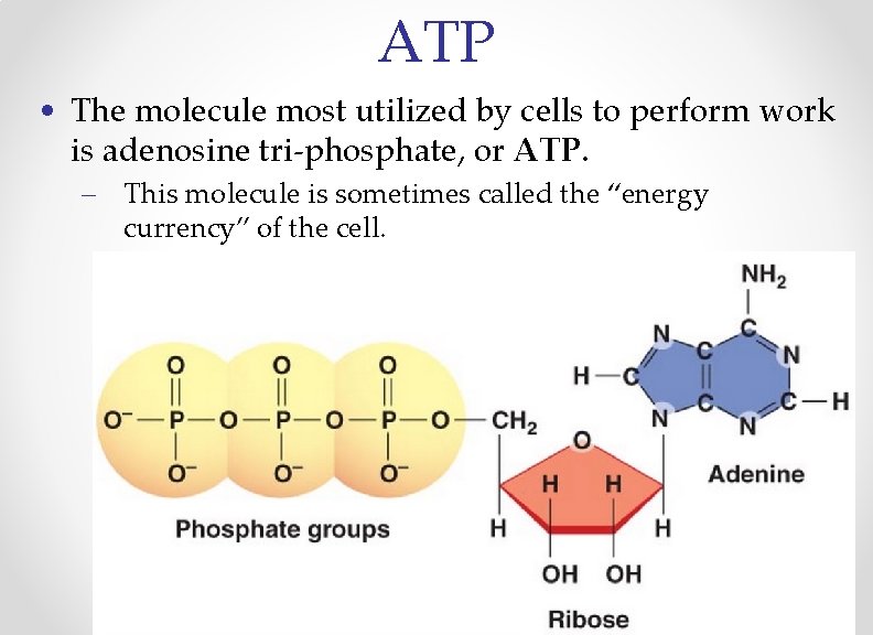 ATP • The molecule most utilized by cells to perform work is adenosine tri-phosphate,