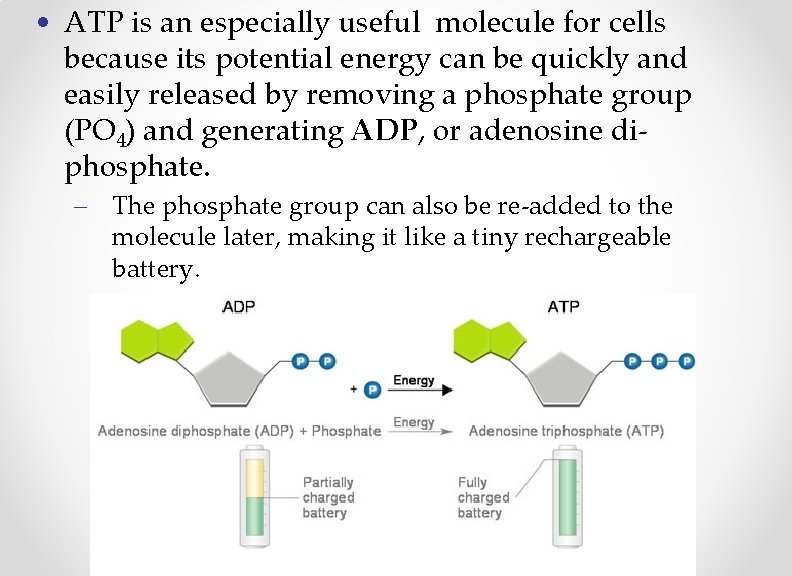 • ATP is an especially useful molecule for cells because its potential energy