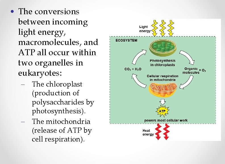  • The conversions between incoming light energy, macromolecules, and ATP all occur within