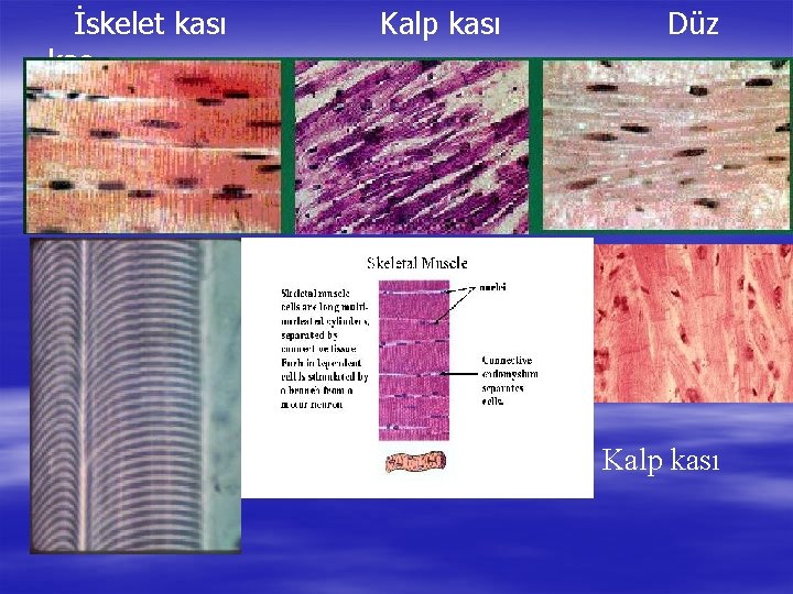 İskelet kası kas Kalp kası Düz Kalp kası 