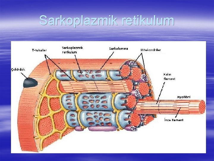 Sarkoplazmik retikulum 