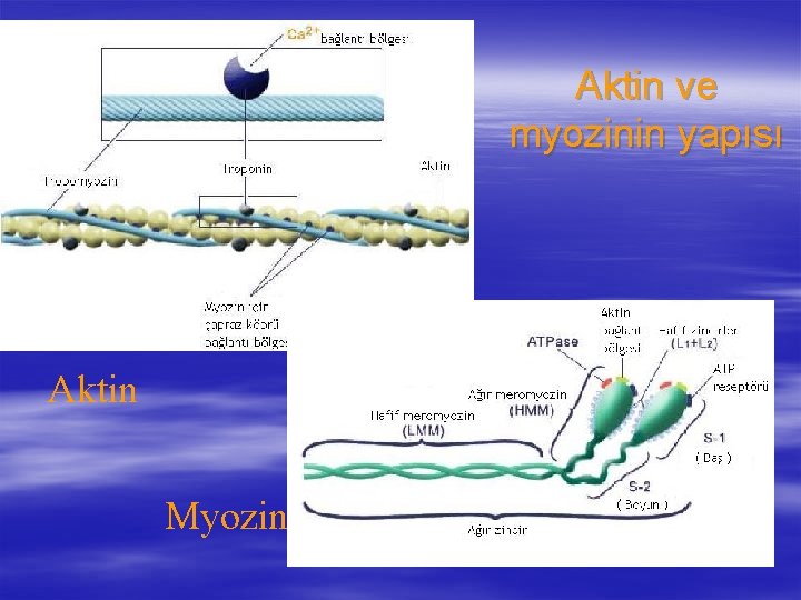 Aktin ve myozinin yapısı Aktin Myozin 