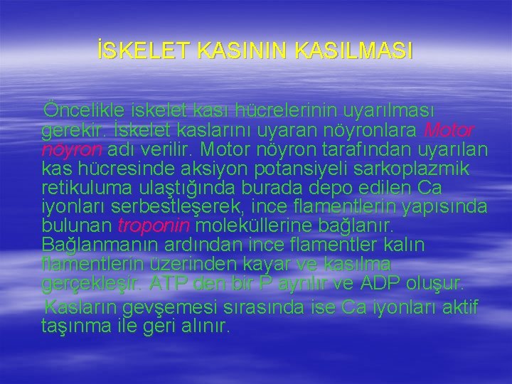 İSKELET KASININ KASILMASI Öncelikle iskelet kası hücrelerinin uyarılması gerekir. İskelet kaslarını uyaran nöyronlara Motor