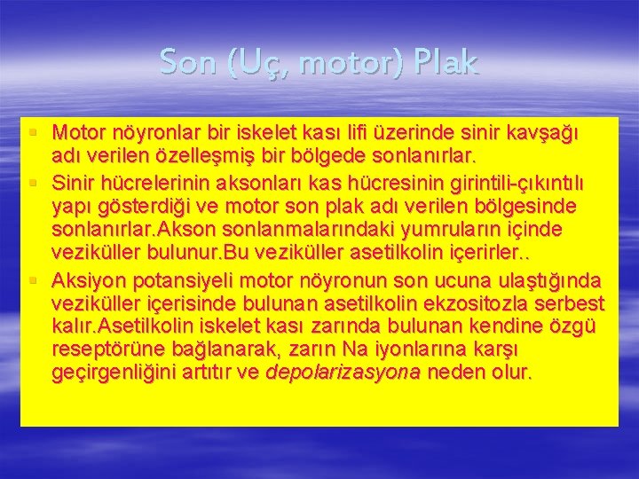 Son (Uç, motor) Plak § Motor nöyronlar bir iskelet kası lifi üzerinde sinir kavşağı