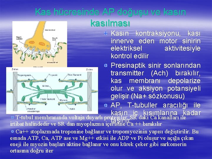 Kas hücresinde AP doğuşu ve kasın kasılması Kasın kontraksiyonu, kası innerve eden motor sinirin