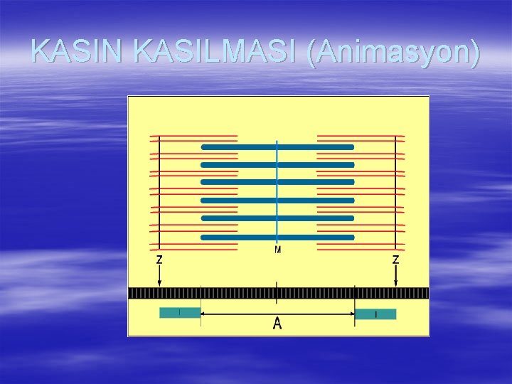 KASIN KASILMASI (Animasyon) 