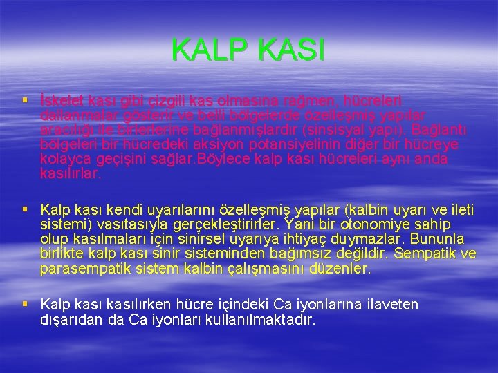 KALP KASI § İskelet kası gibi çizgili kas olmasına rağmen, hücreleri dallanmalar gösterir ve