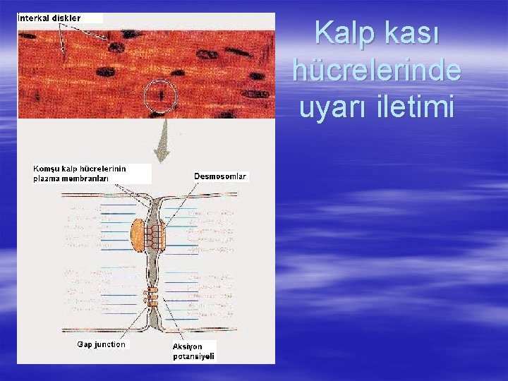 Kalp kası hücrelerinde uyarı iletimi 