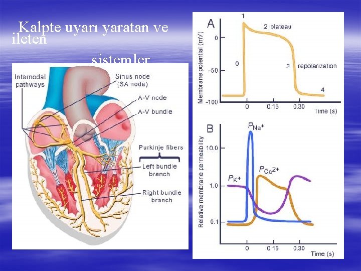 Kalpte uyarı yaratan ve ileten sistemler 