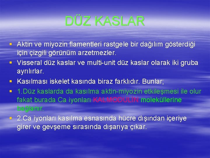 DÜZ KASLAR § Aktin ve miyozin flamentleri rastgele bir dağılım gösterdiği için çizgili görünüm