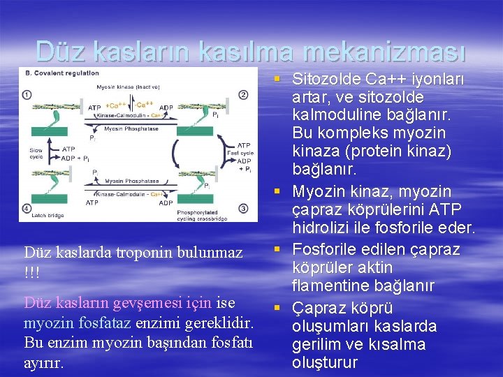 Düz kasların kasılma mekanizması Düz kaslarda troponin bulunmaz !!! Düz kasların gevşemesi için ise