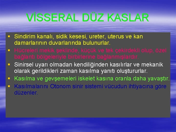 VİSSERAL DÜZ KASLAR § Sindirim kanalı, sidik kesesi, ureter, uterus ve kan damarlarının duvarlarında