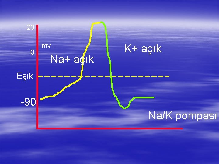 20 0 mv Na+ açık K+ açık Eşik -90 Na/K pompası 