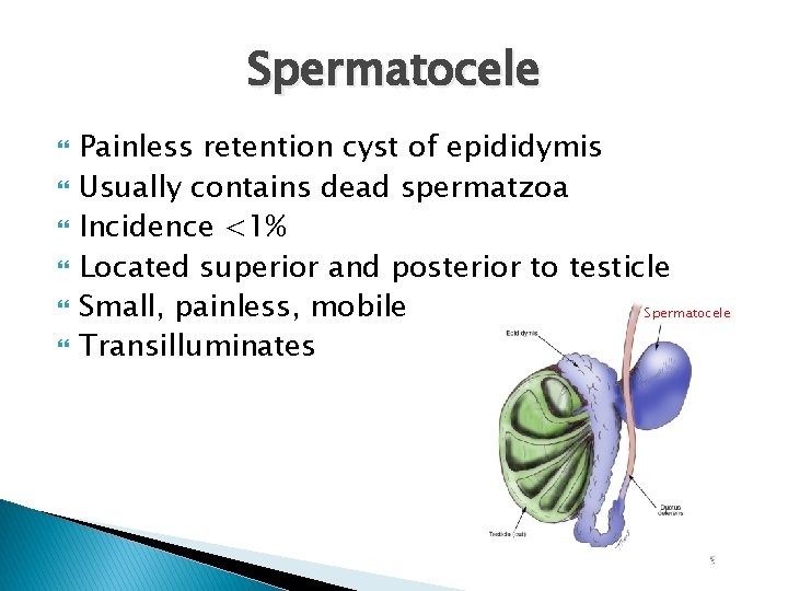 Spermatocele Painless retention cyst of epididymis Usually contains dead spermatzoa Incidence <1% Located superior