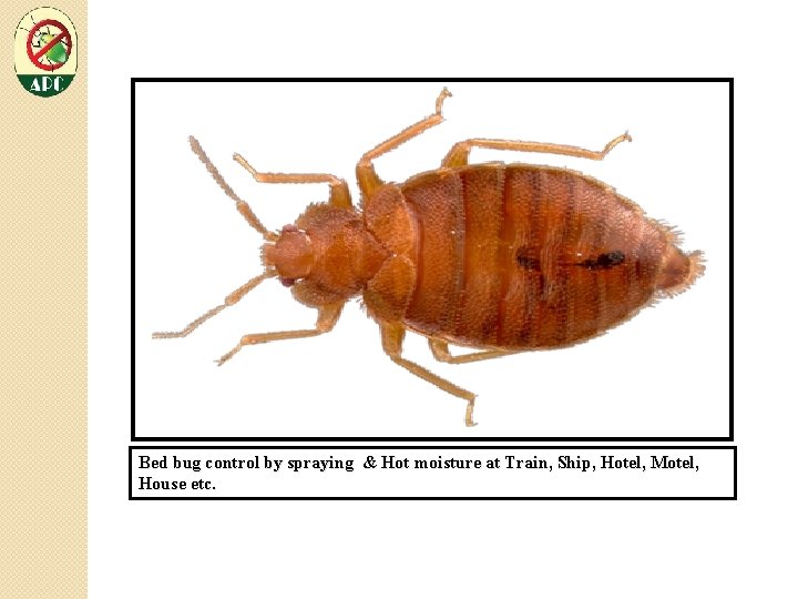 Bed bug control by spraying & Hot moisture at Train, Ship, Hotel, Motel, House
