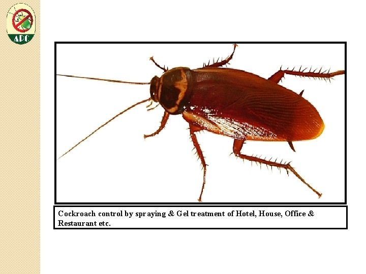 Cockroach control by spraying & Gel treatment of Hotel, House, Office & Restaurant etc.