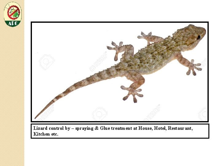 Lizard control by – spraying & Glue treatment at House, Hotel, Restaurant, Kitchen etc.