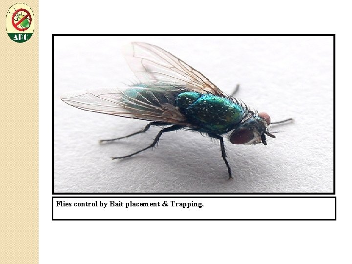 Flies control by Bait placement & Trapping. 