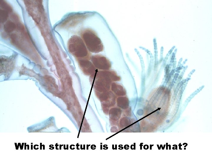 Which structure is used for what? 