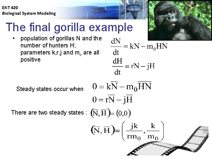ENT 420 Biological System Modeling The final gorilla example • population of gorillas N