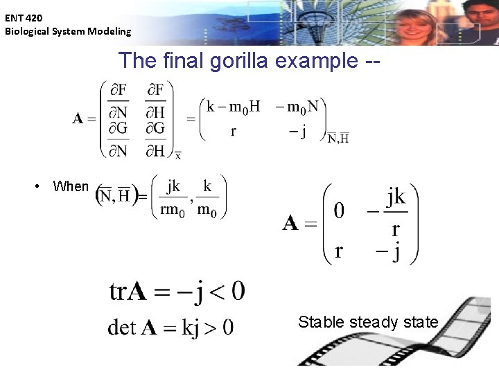 ENT 420 Biological System Modeling The final gorilla example -- • When Stable steady