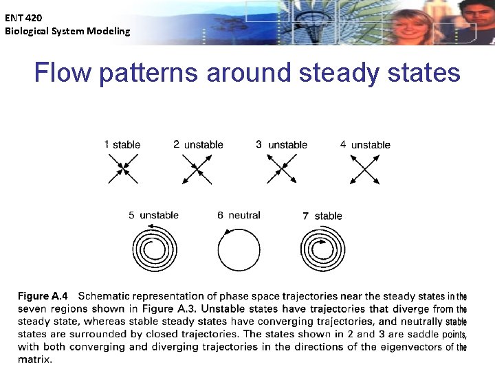 ENT 420 Biological System Modeling Flow patterns around steady states 