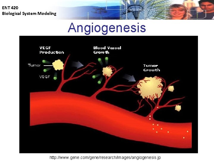 ENT 420 Biological System Modeling Angiogenesis http: //www. gene. com/gene/research/images/angiogenesis. jp 