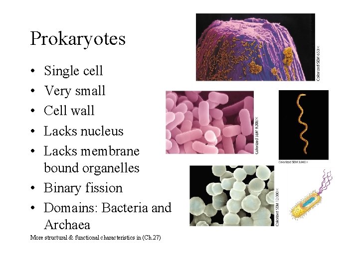 Prokaryotes • • • Single cell Very small Cell wall Lacks nucleus Lacks membrane