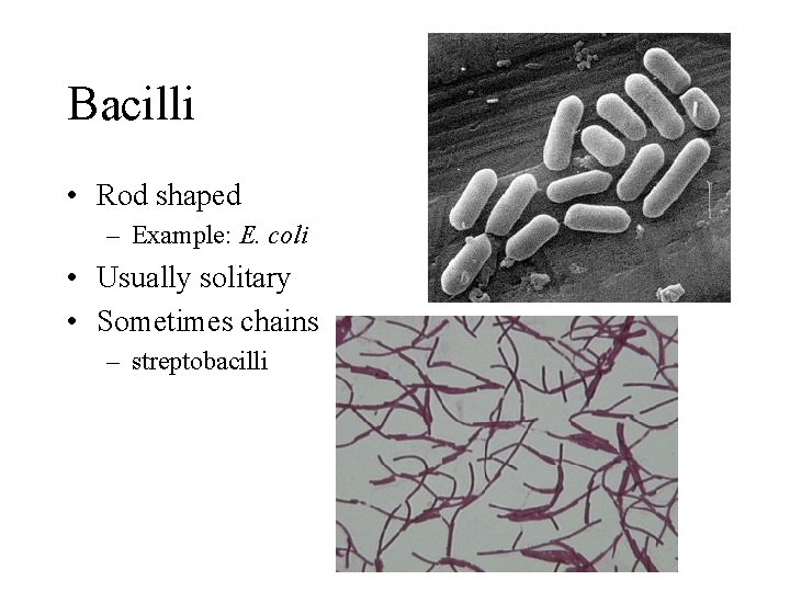 Bacilli • Rod shaped – Example: E. coli • Usually solitary • Sometimes chains