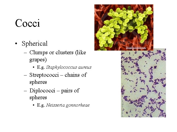 Cocci • Spherical – Clumps or clusters (like grapes) • E. g. Staphylococcus aureus