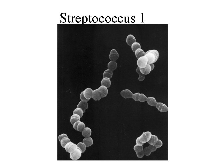 Streptococcus 1 