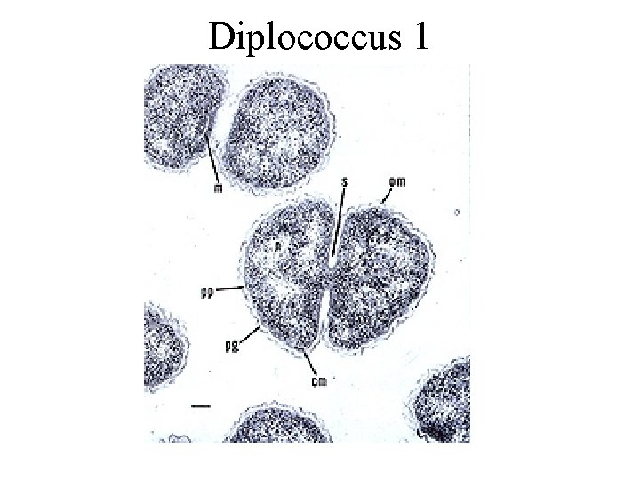 Diplococcus 1 