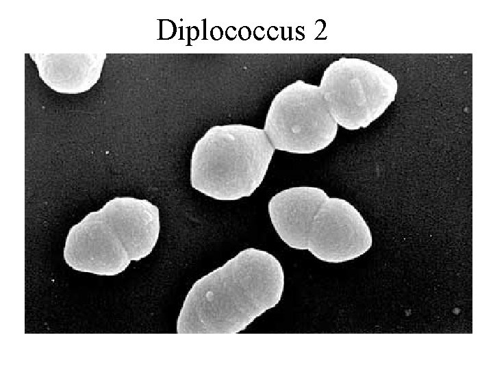 Diplococcus 2 