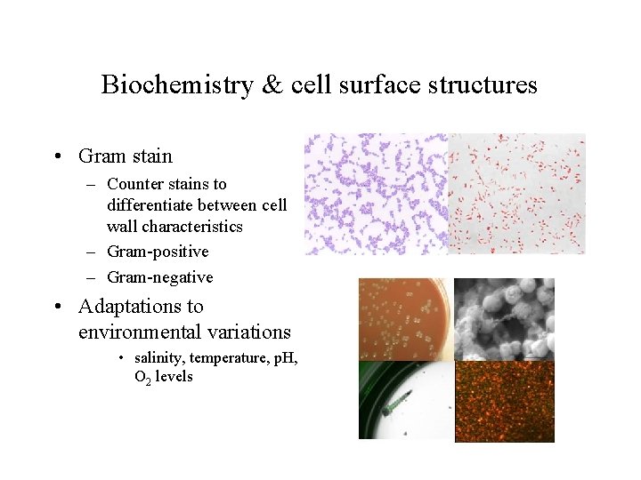 Biochemistry & cell surface structures • Gram stain – Counter stains to differentiate between