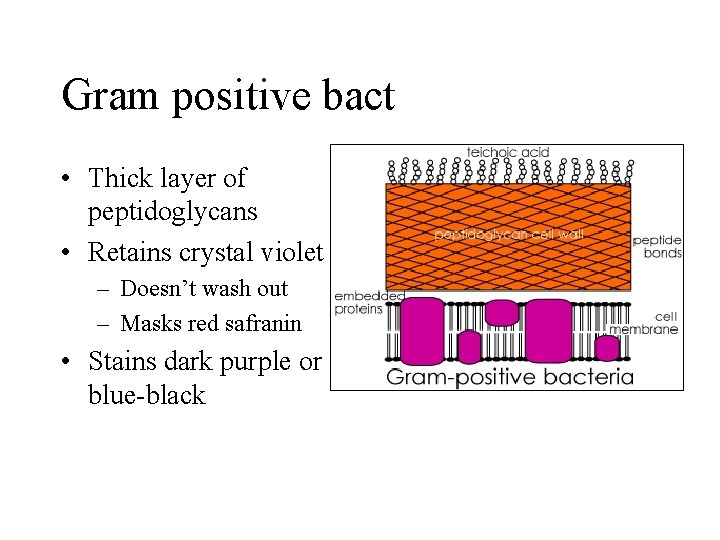 Gram positive bact • Thick layer of peptidoglycans • Retains crystal violet – Doesn’t