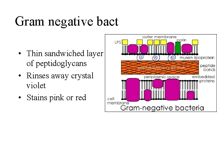 Gram negative bact • Thin sandwiched layer of peptidoglycans • Rinses away crystal violet
