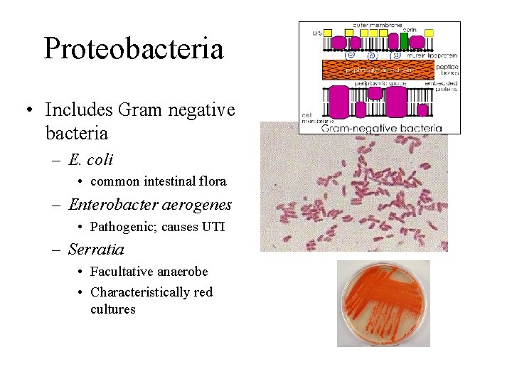 Proteobacteria • Includes Gram negative bacteria – E. coli • common intestinal flora –