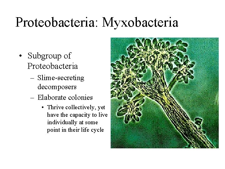 Proteobacteria: Myxobacteria • Subgroup of Proteobacteria – Slime-secreting decomposers – Elaborate colonies • Thrive