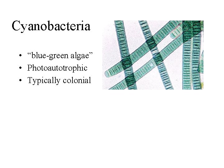 Cyanobacteria • “blue-green algae” • Photoautotrophic • Typically colonial 