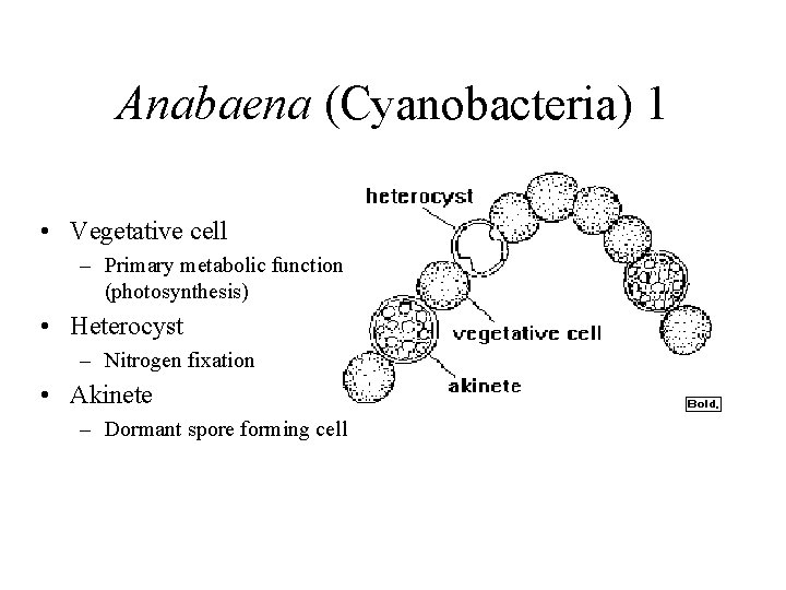 Anabaena (Cyanobacteria) 1 • Vegetative cell – Primary metabolic function (photosynthesis) • Heterocyst –