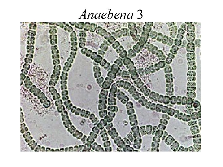 Anaebena 3 