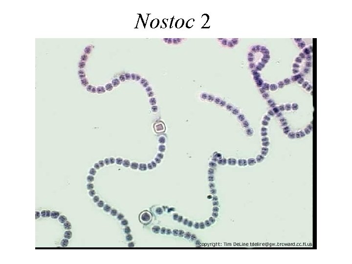 Nostoc 2 