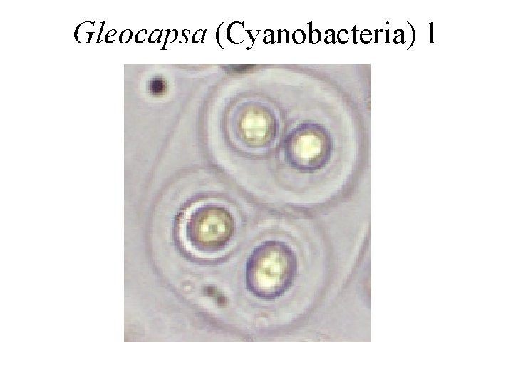 Gleocapsa (Cyanobacteria) 1 